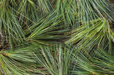 Improve the Appearance of Your Roof with Pine Needle Removal Service!