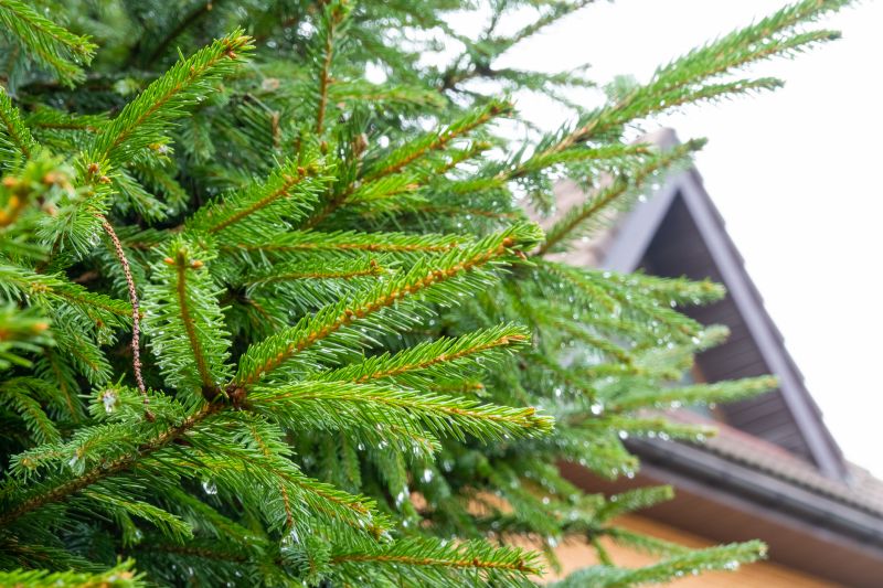 Contact About Roof Pine Needle Removal